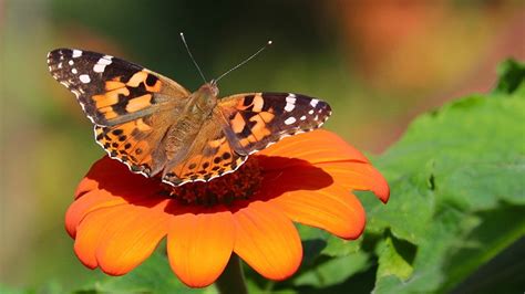 Southern California Sees Swarms Of Painted Lady Butterflies Stunning