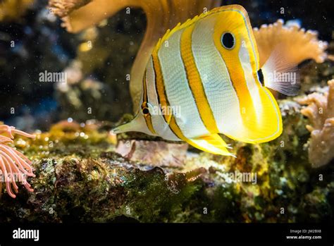 Blue And Yellow Striped Reef Fish Goimages Ily