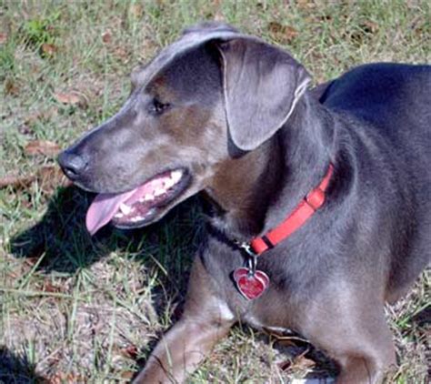 See a list of all of the official weather advisories, warnings, and severe weather alerts for san antonio, tx. Blue Lacy - Information, Health, Pictures & Training Pet Paw