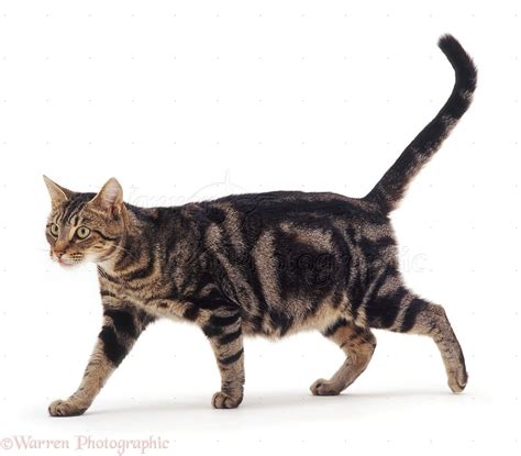 Pregnant Tabby Cat Walking Photo Wp07709