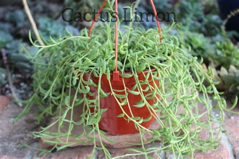 Hanging String Of Bananas Seneccio Radicans Succulent Plant Etsy