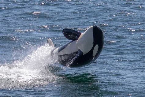 Photos Active Orcas In The Monterey Bay