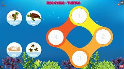 Life Cycle Turtle Coirle