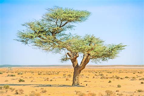 Daily Photo Desert Tree Richard Davis Photography
