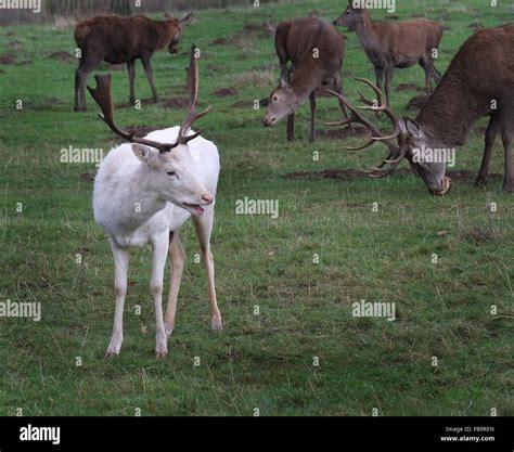 Rare White Fallow Deer Stag With Red Deer Herd Stock Photo Alamy