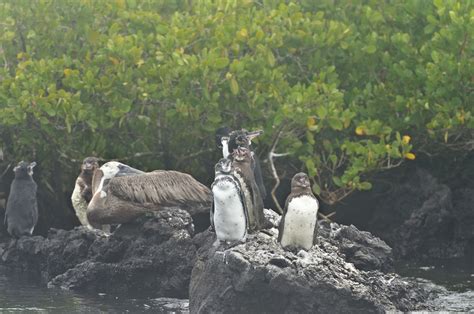Share Your Galapagos Penguin Photos To Help Save Them Galakiwi Blog