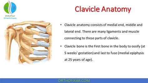 Brachial Plexus Clavicle Notch