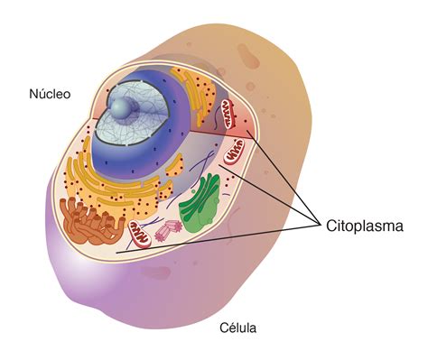 Esquema De La Celula Eucariota Citoplasma Biologia Celular Images
