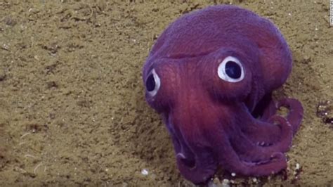 'Googly-eyed' squid charms scientists - CNN