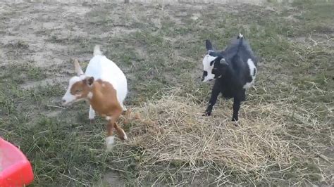 Baby Goats Jump And Slide Youtube