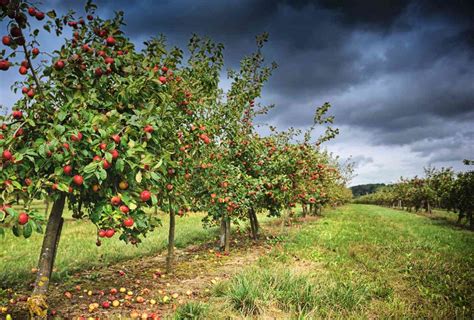 Wholesale Fruit Trees Apple Cherry Apricot Kingsdown Nurseries