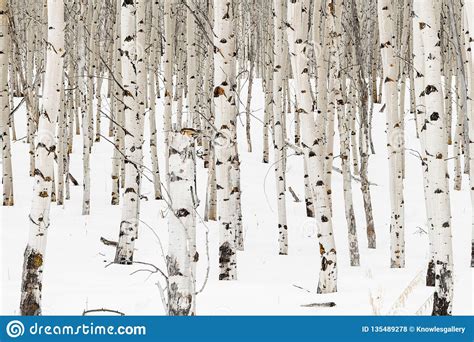 Small Grove Of Aspen Trees In Winter With Snow On The Ground Stock