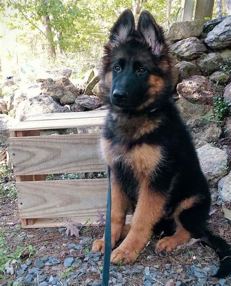 German Shepherd Puppies Long Hair Petsidi