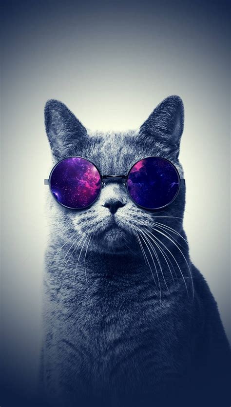 Cat With Glasses Hd Wallpapers Top Free Cat With Glasses Hd