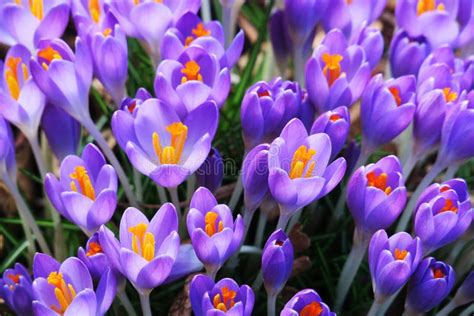 Beautiful Spring Flowers In Purple Stock Image Image Of Purple