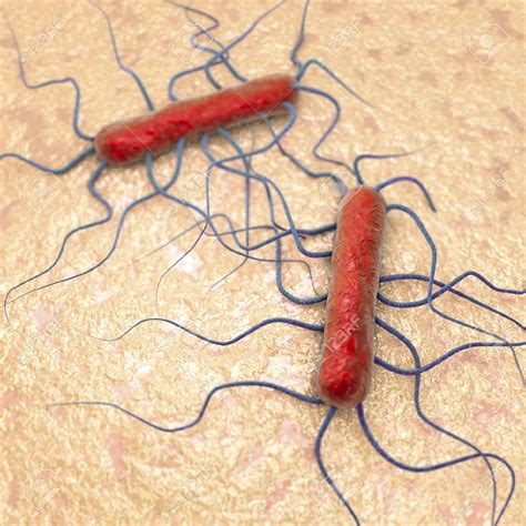 Listeria monocytogenes is one of the most common foodborne pathogens. Listeria monocytogenes: la bacteria más famosa de este ...