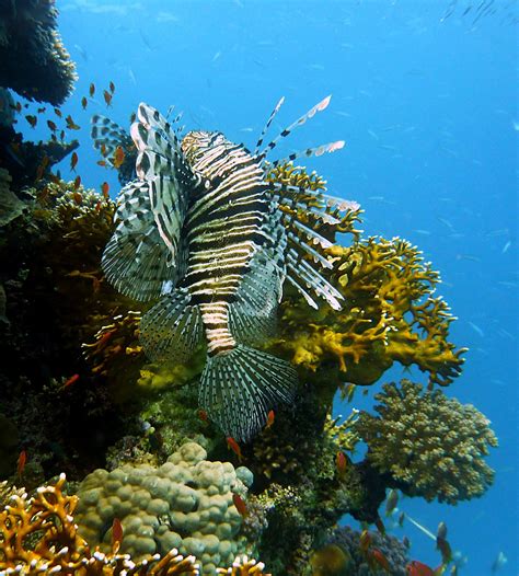 Free Images Sea Water Animal Coral Reef Egypt Toxic Habitat