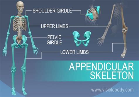 The appendicular skeleton is made up of the shoulder and pelvis, as