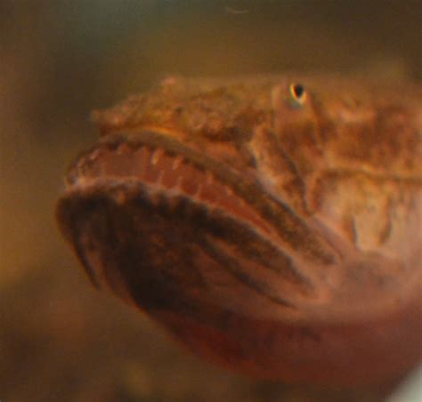 Find fish for sale, for rehoming and for adoption from reputable breeders or connect for free with eager buyers uk at freeads.co.uk, the pet classifieds. How to Care for a Violet Goby (Dragonfish) | PetHelpful