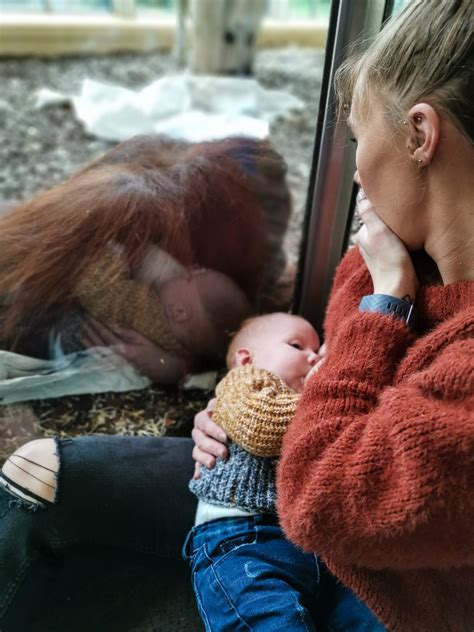Video Of Breastfeeding Moms Emotional Encounter With Orangutan At The