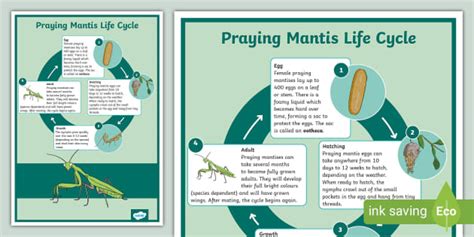 Praying Mantis Life Cycle Display Poster Teacher Made