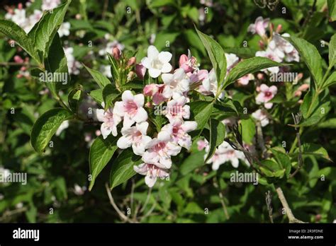 White Pink Flowers In Bloom On A Hedging Bush Plant Weigela Florida