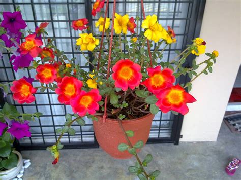 Open Minda: Tips- Menanam Pokok Bunga Gantung