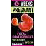 Baby Development In Womb 5 Weeks Pregnant  BabyKidsHQ