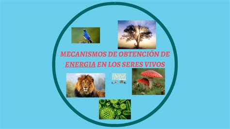 Mecanismos De Obtencion De Energia De Los Seres Vivos By Ferney Herrera