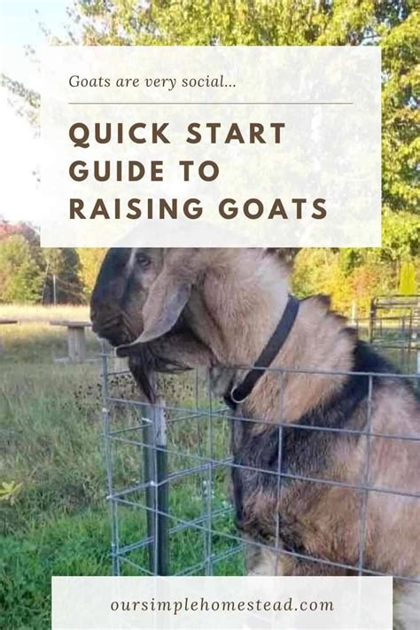 Beginners Guide To Raising Goats