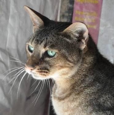 Velg blant mange lignende scener. F4 savannah cat for Sale in Valley Center, California ...