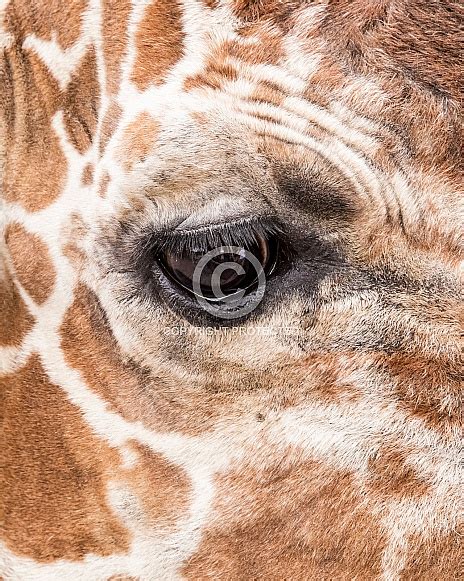 Eye Of A Giraffe Wildlife Reference Photos For Artists
