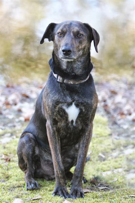 South Louisiana Pets In Need Mountain Cur Catahoula Leopard Dog Needs