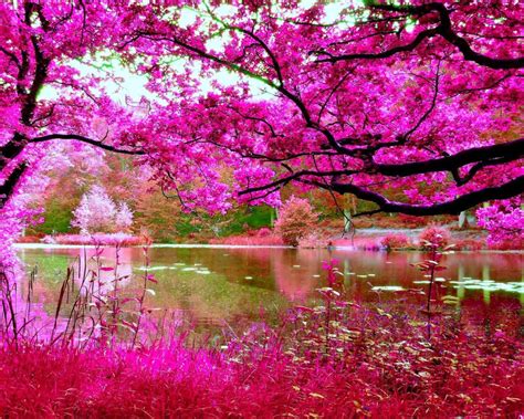 Cherry Blossoms Spring Pink Cherry Tree River Nature Hd Wallpapers ...