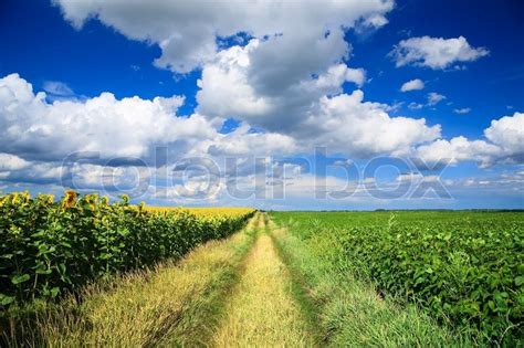 Country Road Through A Field Of Stock Image Colourbox