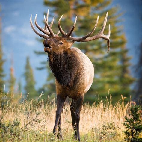 Get the best deal for moose horns & antlers from the largest online selection at ebay.com. Pin by soozq on Hooves, Horns, and Such | Hooves, Animals ...