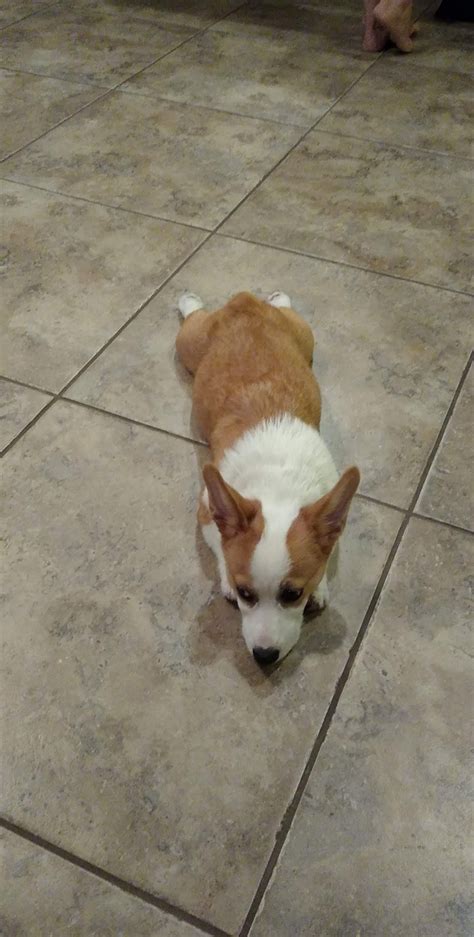My Brothers Corgi Likes To Sploot On The Kitchen Floor To Cool Down