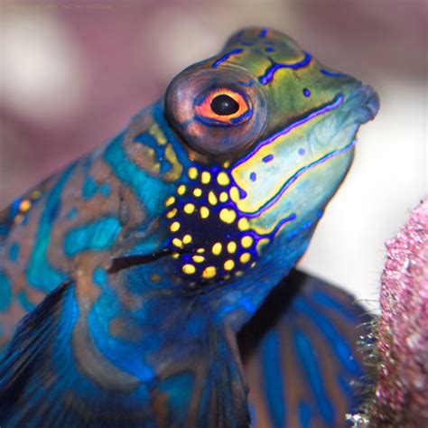 Mandarin Fish Wallpapers Mandarin Pictures Hd Animal Wallpapers