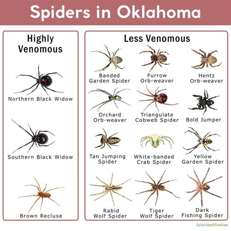 Spiders In Oklahoma List With Pictures
