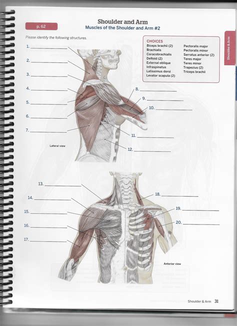 Chapter 2 Shoulder And Arm Diagram Muscle Of Shoulders And Arm Part