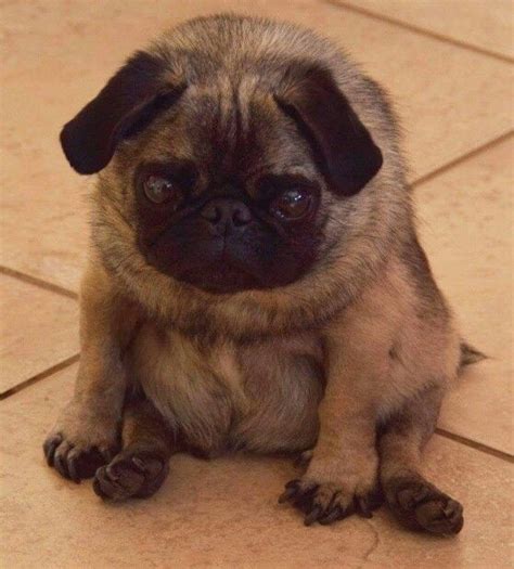 15 Funny Pugs Of The Day