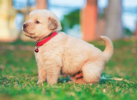 ** does not include the puppy cost. 8 Popular Dog Breeds in India