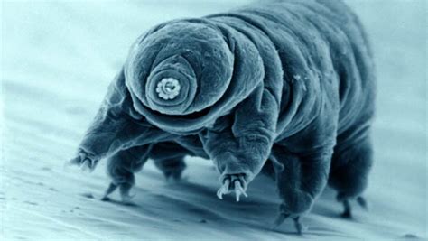 Of The Wildest Tardigrade Experiments Water Bears Endured Atelier