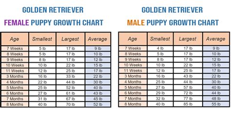 Labrador Puppies Growth Chart Black Labrador Growth Progression Piper