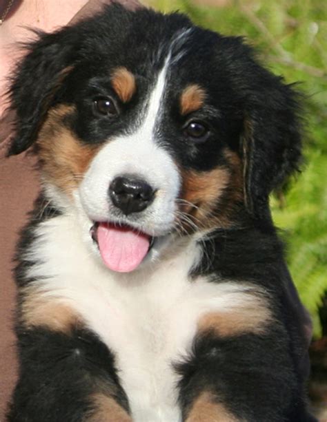 Puppy Dog Breeds Pictures
