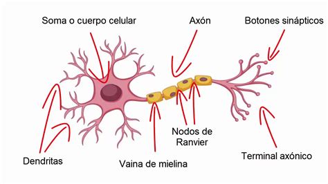 Estructura De Una Neurona Típica Y Funciónes De Sus Partes Youtube
