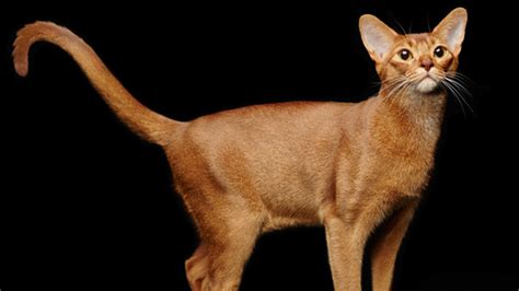 Abyssinian Cat Breed History And Some Interesting Facts