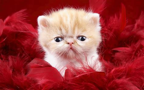 Support us by sharing the content, upvoting wallpapers on the page or sending your own background pictures. Precious Cute Love Wallpapers | HD Wallpapers | ID #5004