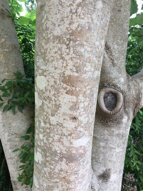 identifying trees by their bark