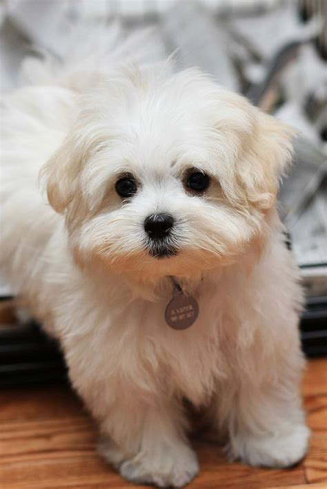 Puppy Love | Maltese puppy, Puppies, Cute animals